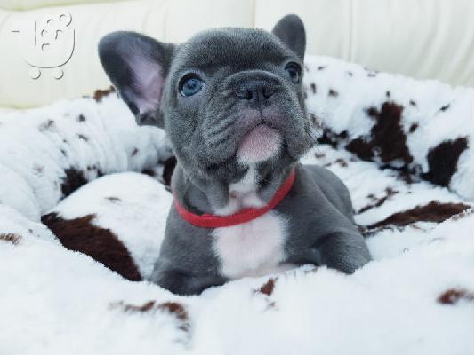 Në shitje Qen dhe Këlyshë Bulldog Francez